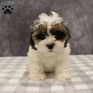 Parker, Shih-Poo Puppy
